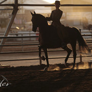 2012 Scottsdale Show Photos | Kidder Equine