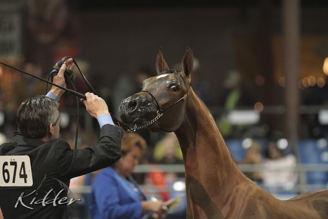 2012 Scottsdale Show Photos | Kidder Equine