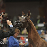 2012 Scottsdale Show Photos | Kidder Equine