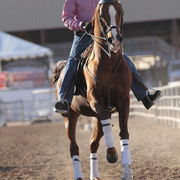 2012 Scottsdale Show Photos | Kidder Equine
