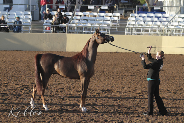 2012 Scottsdale Show Photos | Kidder Equine