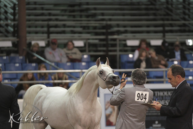 2012 Scottsdale Show Photos | Kidder Equine