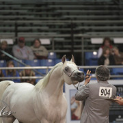 2012 Scottsdale Show Photos | Kidder Equine