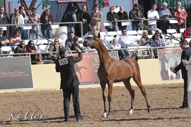 2012 Scottsdale Show Photos | Kidder Equine