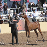 2012 Scottsdale Show Photos | Kidder Equine