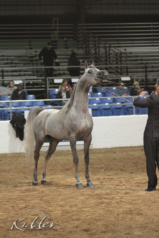 2012 Scottsdale Show Photos | Kidder Equine