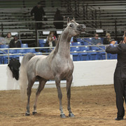 2012 Scottsdale Show Photos | Kidder Equine