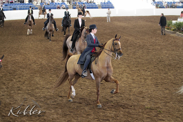 2012 Scottsdale Show Photos | Kidder Equine