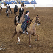 2012 Scottsdale Show Photos | Kidder Equine