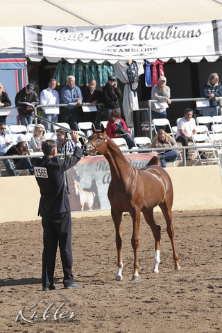 2012 Scottsdale Show Photos | Kidder Equine