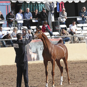 2012 Scottsdale Show Photos | Kidder Equine