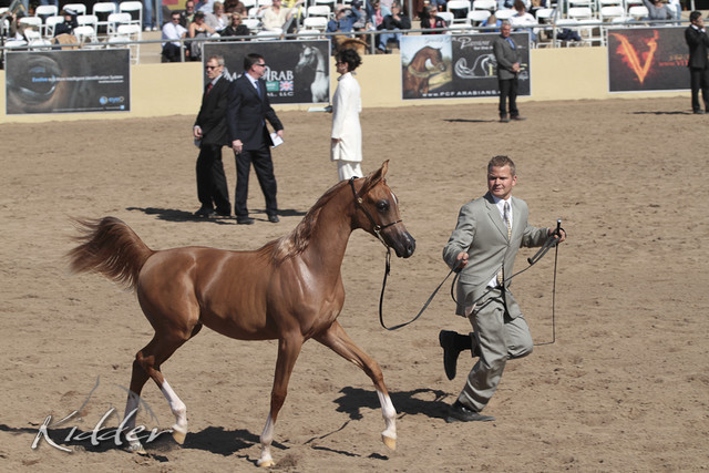 2012 Scottsdale Show Photos | Kidder Equine