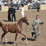 2012 Scottsdale Show Photos | Kidder Equine