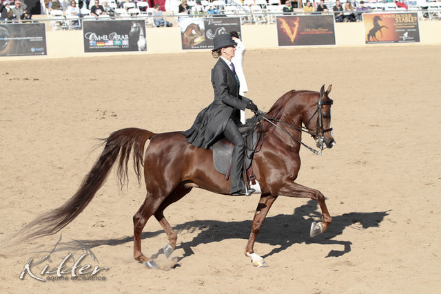 2012 Scottsdale Show Photos | Kidder Equine