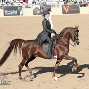 2012 Scottsdale Show Photos | Kidder Equine
