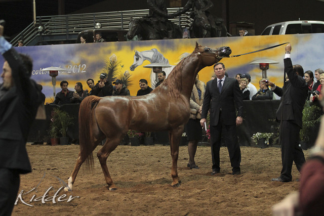 2012 Scottsdale Show Photos | Kidder Equine