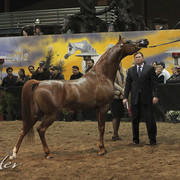 2012 Scottsdale Show Photos | Kidder Equine