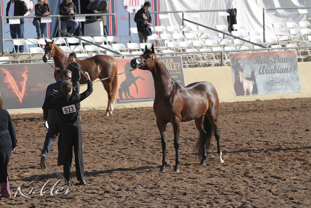 2012 Scottsdale Show Photos | Kidder Equine