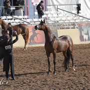 2012 Scottsdale Show Photos | Kidder Equine