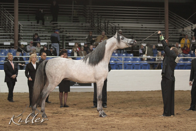 2012 Scottsdale Show Photos | Kidder Equine
