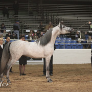 2012 Scottsdale Show Photos | Kidder Equine