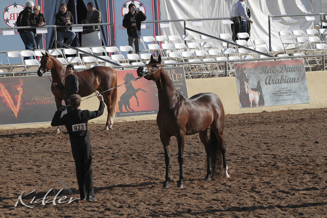 2012 Scottsdale Show Photos | Kidder Equine