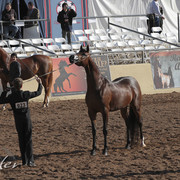 2012 Scottsdale Show Photos | Kidder Equine
