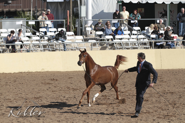 2012 Scottsdale Show Photos | Kidder Equine