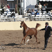 2012 Scottsdale Show Photos | Kidder Equine