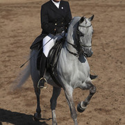 2012 Scottsdale Show Photos | Kidder Equine