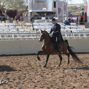 2012 Scottsdale Show Photos | Kidder Equine