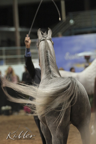 2012 Scottsdale Show Photos | Kidder Equine