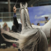 2012 Scottsdale Show Photos | Kidder Equine