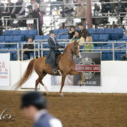 2012 Scottsdale Show Photos | Kidder Equine