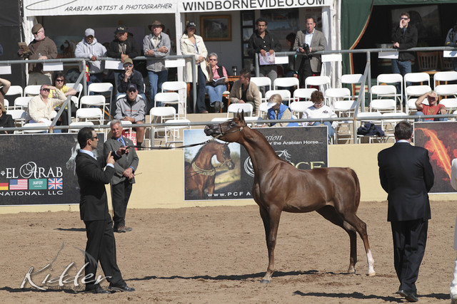 2012 Scottsdale Show Photos | Kidder Equine
