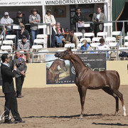 2012 Scottsdale Show Photos | Kidder Equine
