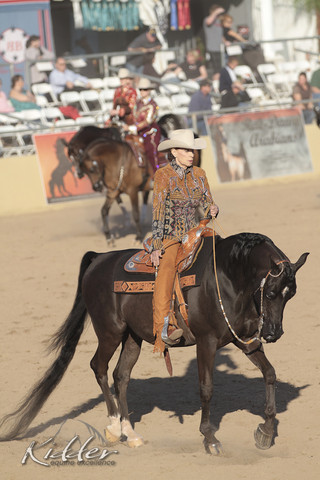 2012 Scottsdale Show Photos | Kidder Equine