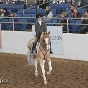 2012 Scottsdale Show Photos | Kidder Equine