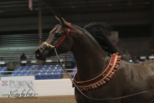 2012 Scottsdale Show Photos | Kidder Equine