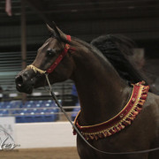 2012 Scottsdale Show Photos | Kidder Equine