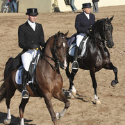 2012 Scottsdale Show Photos | Kidder Equine