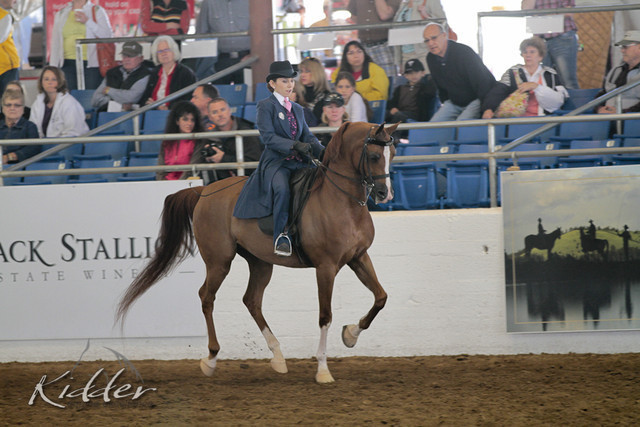 2012 Scottsdale Show Photos | Kidder Equine