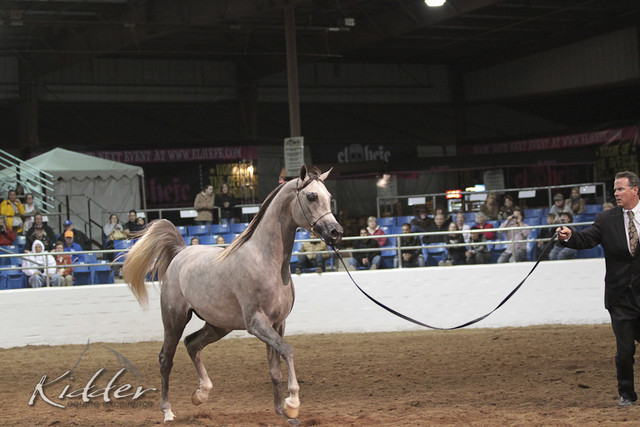 2012 Scottsdale Show Photos | Kidder Equine