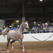 2012 Scottsdale Show Photos | Kidder Equine