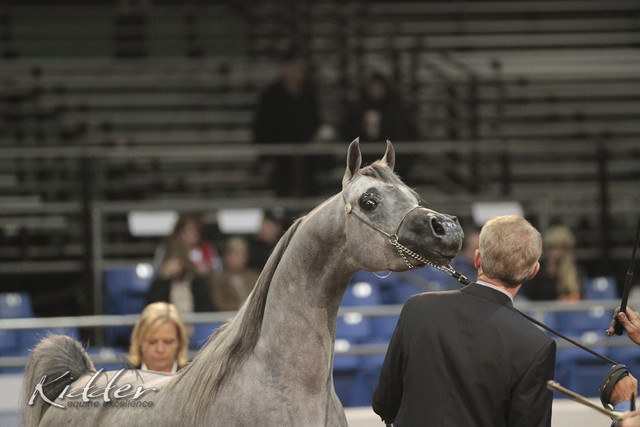 2012 Scottsdale Show Photos | Kidder Equine