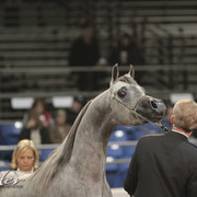 2012 Scottsdale Show Photos | Kidder Equine