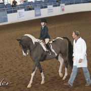 2012 Scottsdale Show Photos | Kidder Equine