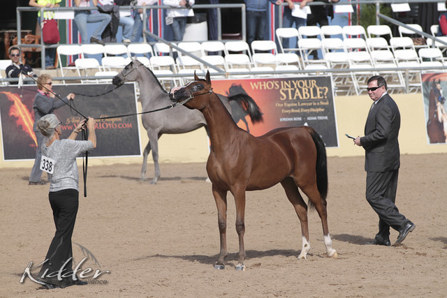 2012 Scottsdale Show Photos | Kidder Equine