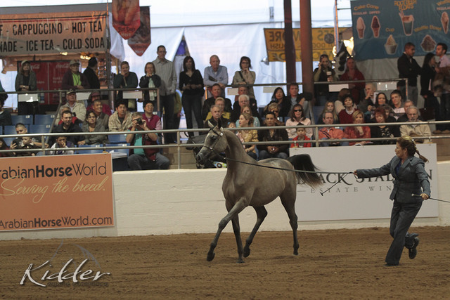 2012 Scottsdale Show Photos | Kidder Equine