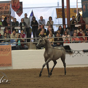 2012 Scottsdale Show Photos | Kidder Equine